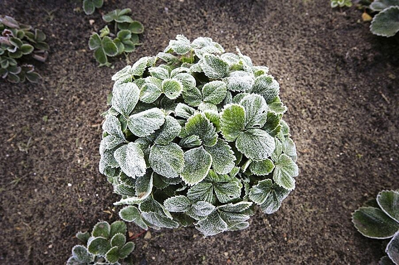 В Киров идут заморозки