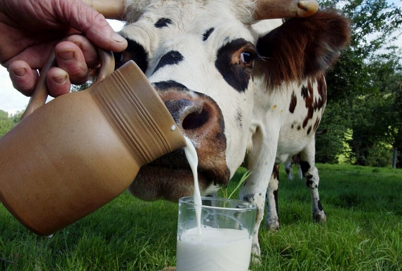 137 тонн молока в день производят в Кирове