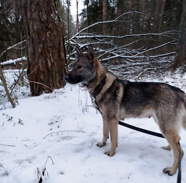 Собака, которую нашли привязанной в лесу в Слободском районе, идет на поправку