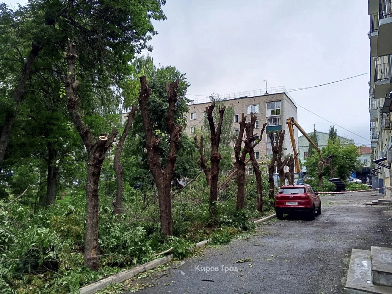 Кировским коммунальщикам рекомендовали заняться деревьями