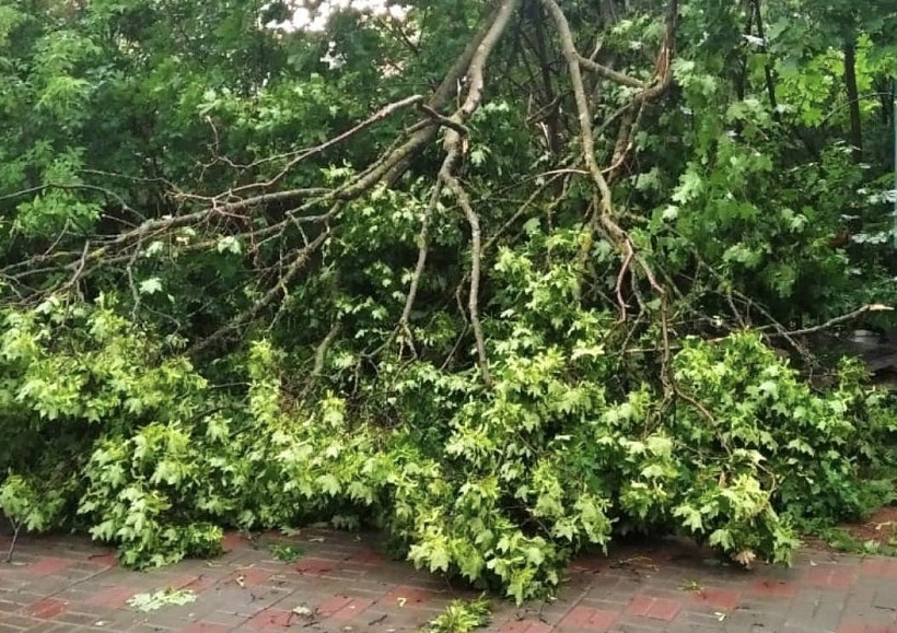 В Кирове из-за грозы повалило деревья и отключило интернет