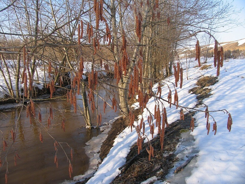 Морозы в Кирове отступают