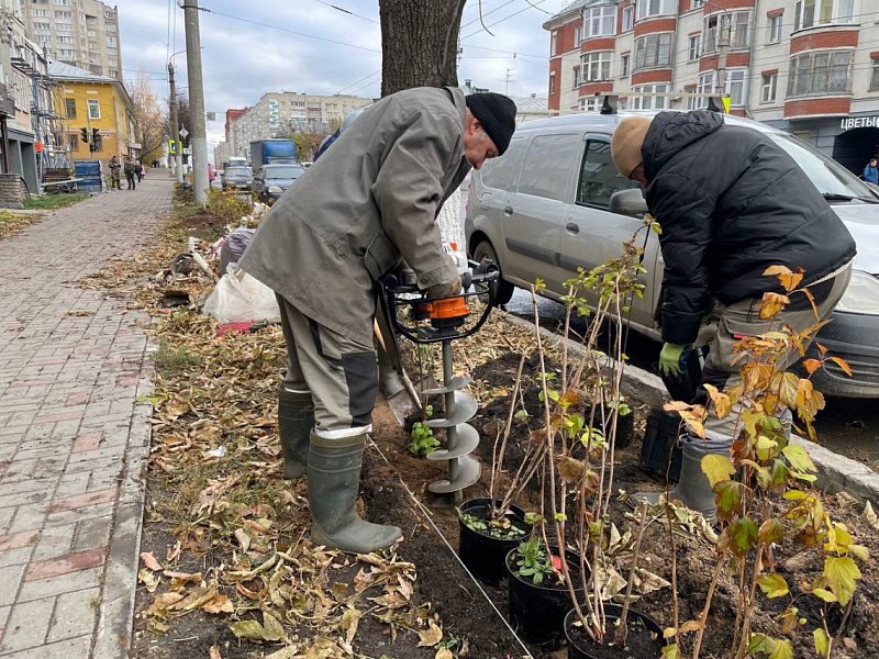 В Кирове в разы перевыполнили норму по высадке деревьев 