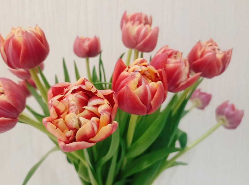 Александр Соколов поздравил кировчанок с 8 Марта