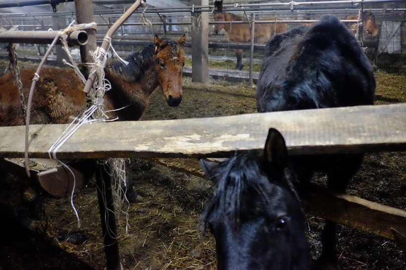 Из-за жестокого обращения с животными на ферме в Малмыже завели уголовное дело