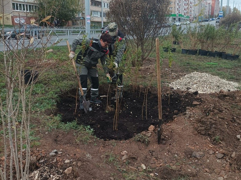 В Кирове идет озеленение трех территорий