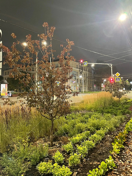 В Кирове заменили деревья, которые зимой повредили при уборке снега