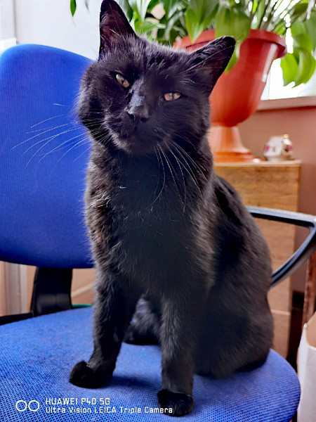 Кировским синоптикам помогает черный кот