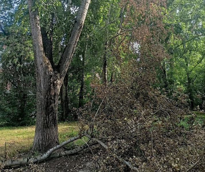 В муниципалитетах Кировской области проверят состояние деревьев