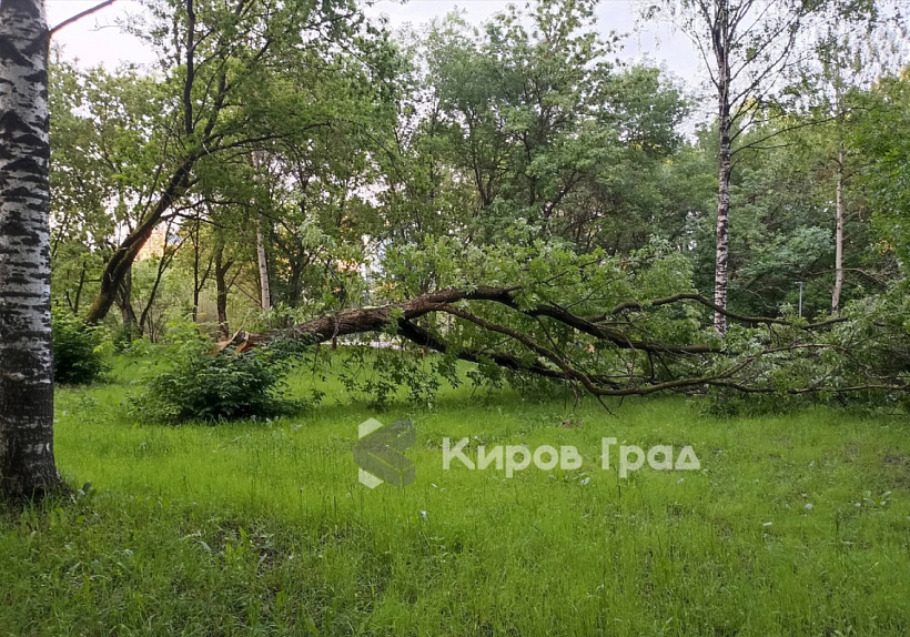 Все деревья обследуют в Кировской области после непогоды 