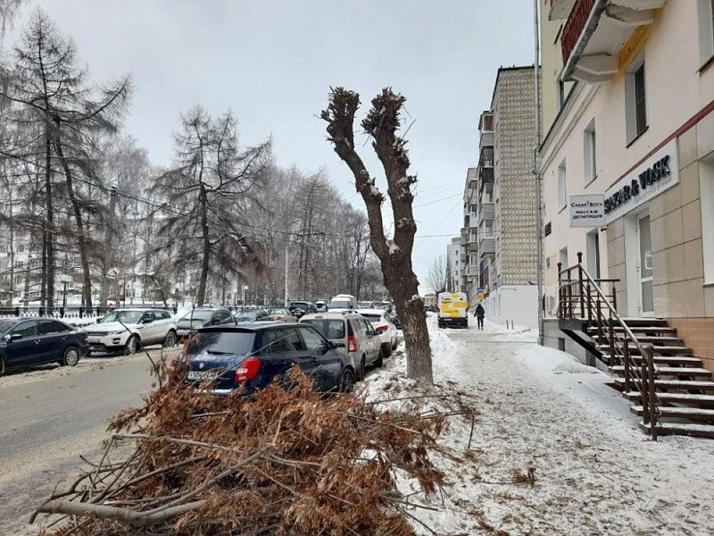 Вячеслав Симаков дал указание не обрезать деревья в Кирове до ствола