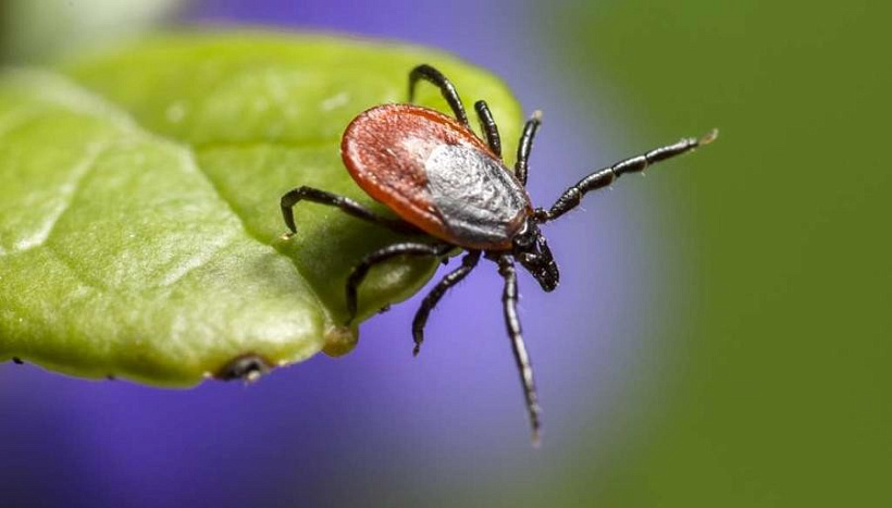 2200 жителей Кировской области пострадали за неделю от клещей 