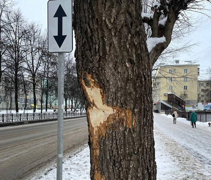 Техника при уборке снега повреждает деревья в Кирове