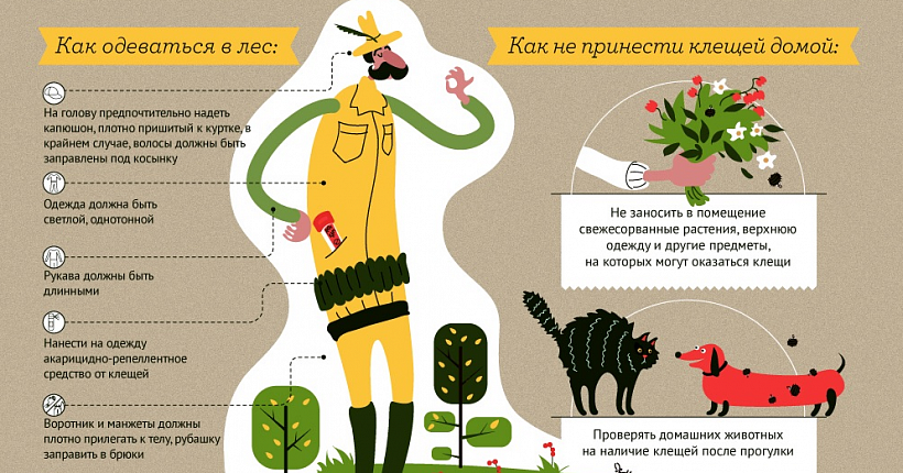 Почти 6 тысяч кировчан пострадали от клещей