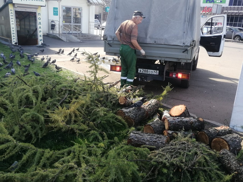 У площади Александра Невского в Кирове вырубают аварийные деревья