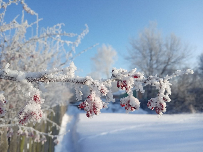 Холод может прийти в Кировскую область ближе к концу месяца