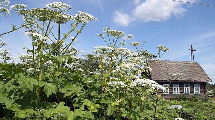 В Кирове начали борьбу с борщевиком