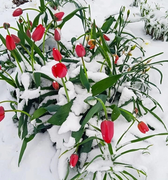 Метеопредупреждение из-за заморозков объявлено в Кировской области
