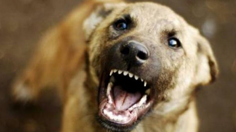 Бездомная собака в Яранске искусала 8-летнего мальчика