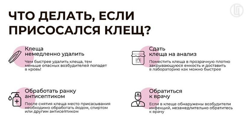 Половина кировчан, пострадавших от клещей, "поймали" насекомое в лесу