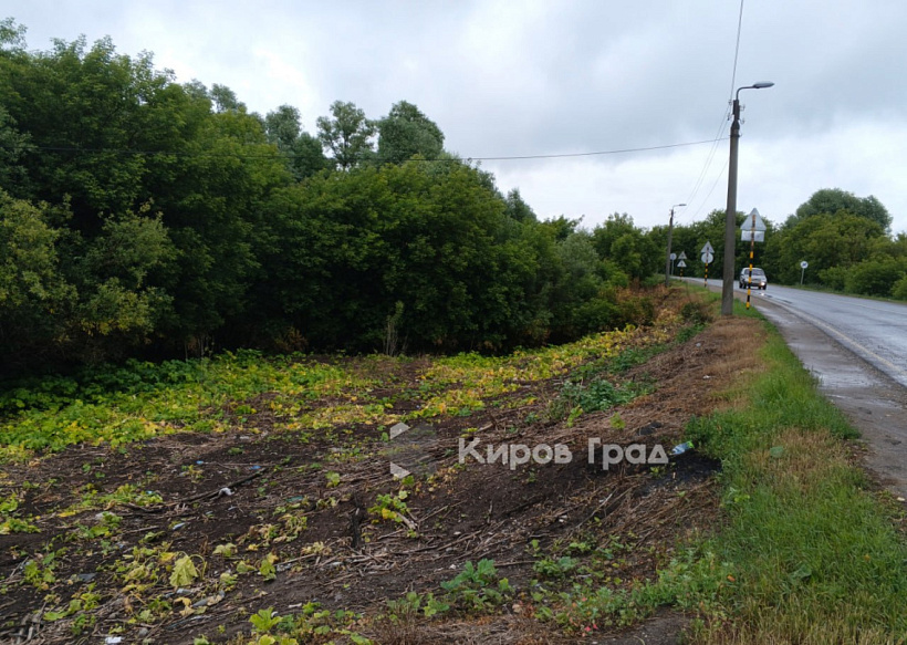 Борщевик обеспечил кировских дорожников работой на всё лето