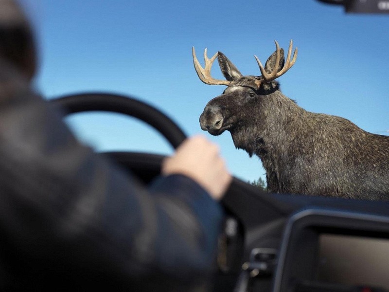 За месяц в Кировской области под колёса автомобилей попали 11 диких животных